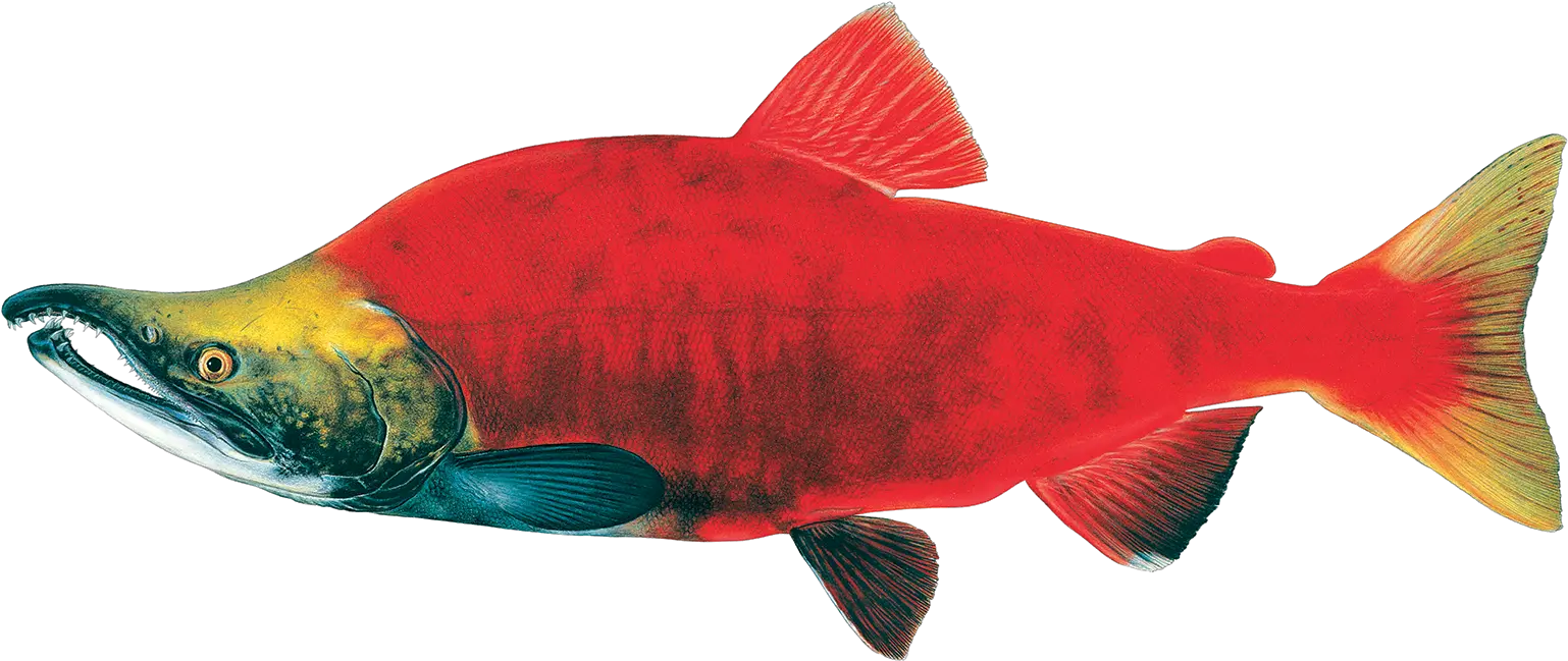 Sockeye Salmon Idaho Conservation Draw A Sockeye Salmon Png Salmon Png