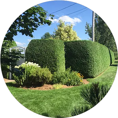 Trim Hedge Png Hedge Png