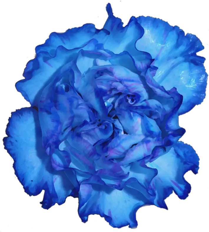 Download Blue Carnation Flower Png Full Size Png Image Lovely Carnation Png