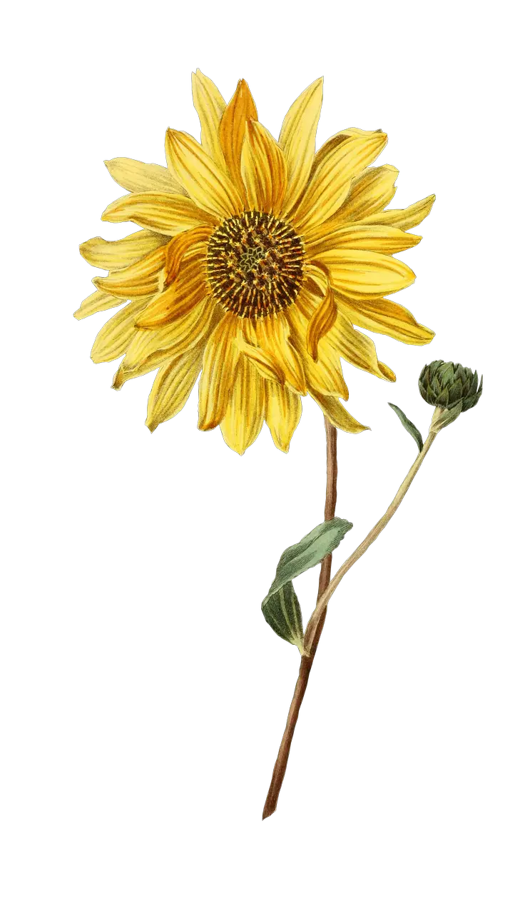 Pixel Sunflower Png