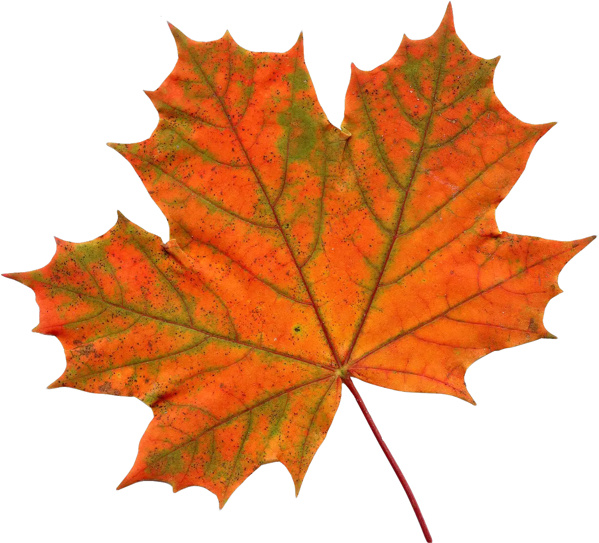 Download Maple Leaf Png Transparent Single Fall Leaf Leafs Png