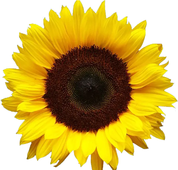 Png Field Of Sunflowers