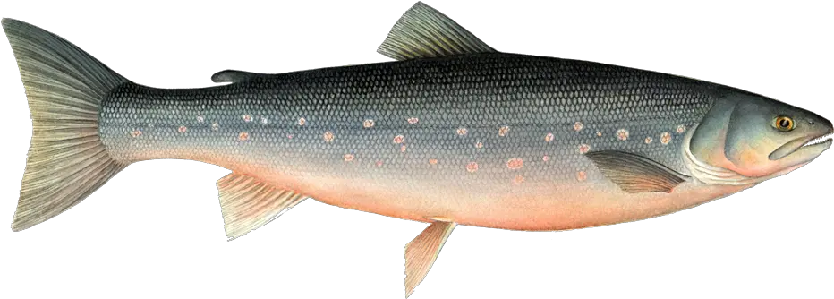 Arctic Fish Transparent Png Image Farmed Arctic Char Ocean Fish Png