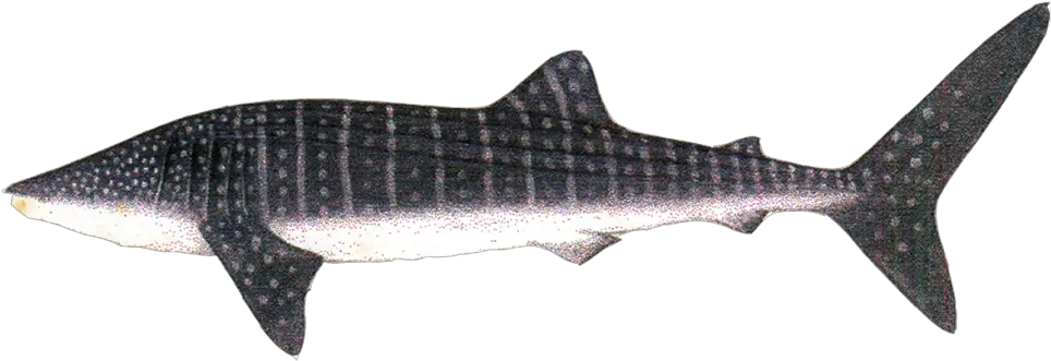 Download Wale Shark Whale Shark Png Whale Shark Png