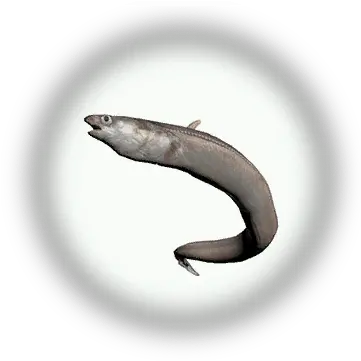 Sea Eel Category American Eel Png Eel Png