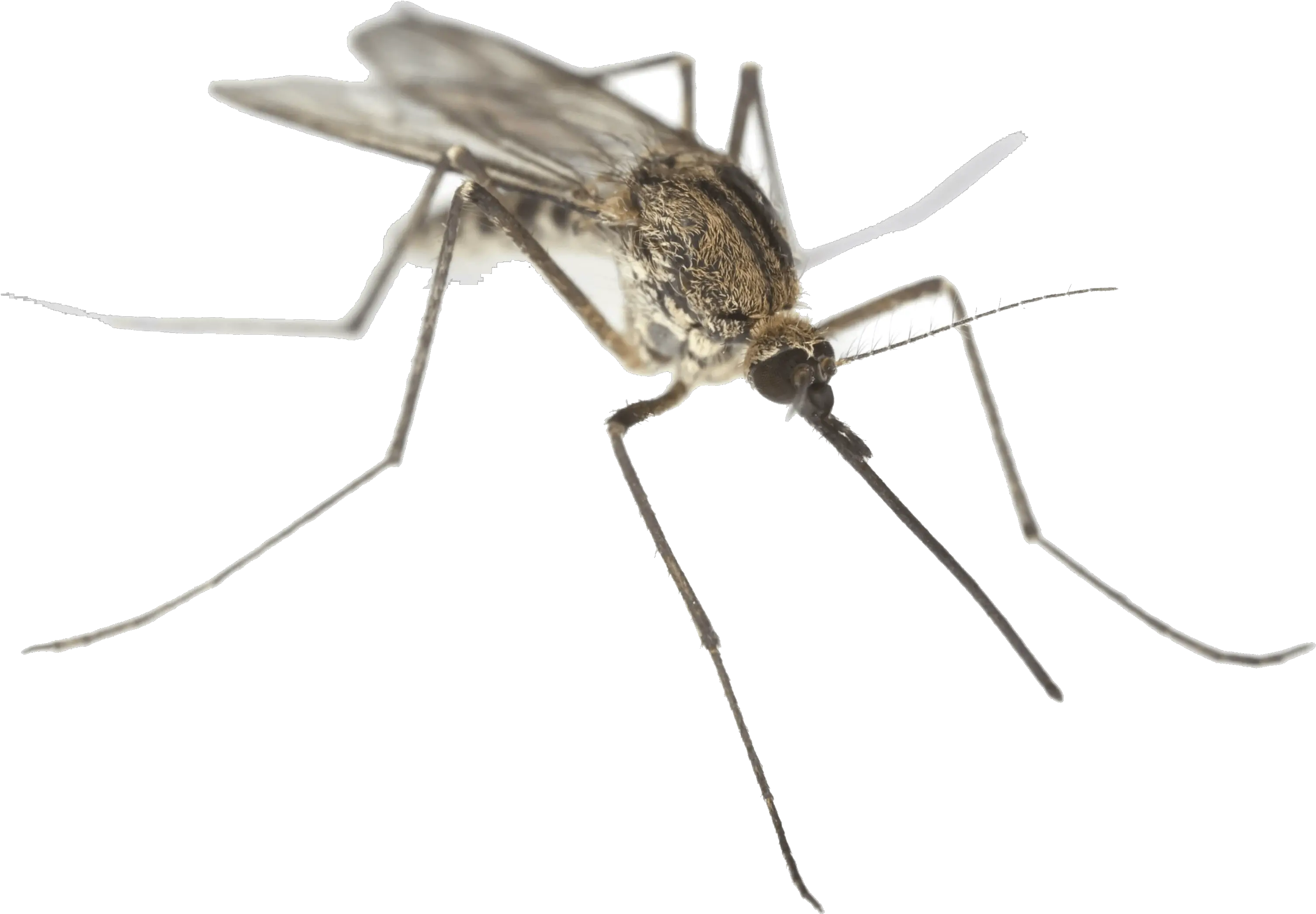 Fly Clipart Mosca Mosquito On White Background Png Fly Transparent Background