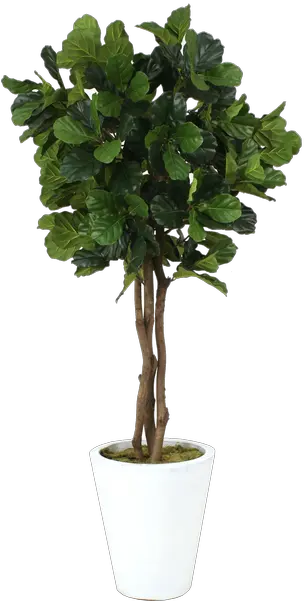 Fiddle Leaf Fig Png 2 Image Flowerpot Fig Png