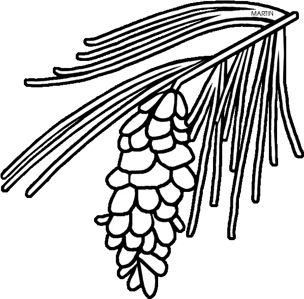 Michigan State Tree White Pine Pine Needle Clipart Black And White Png Michigan Outline Png