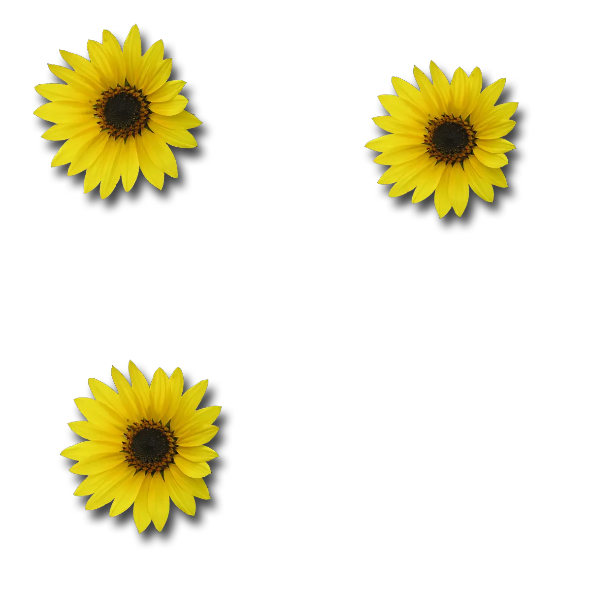 Moodboard Sunflower Png Transparent