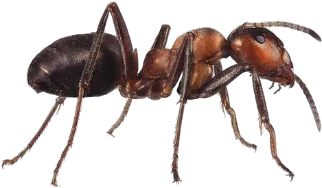 Download Hd Thank You To Our Muses Ant Transparent Png Mier Transparent Background Ant Transparent Background