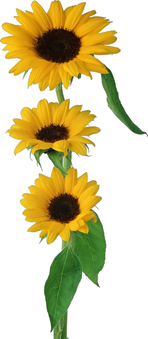 Mason Jar With Sunflower Clipart Png