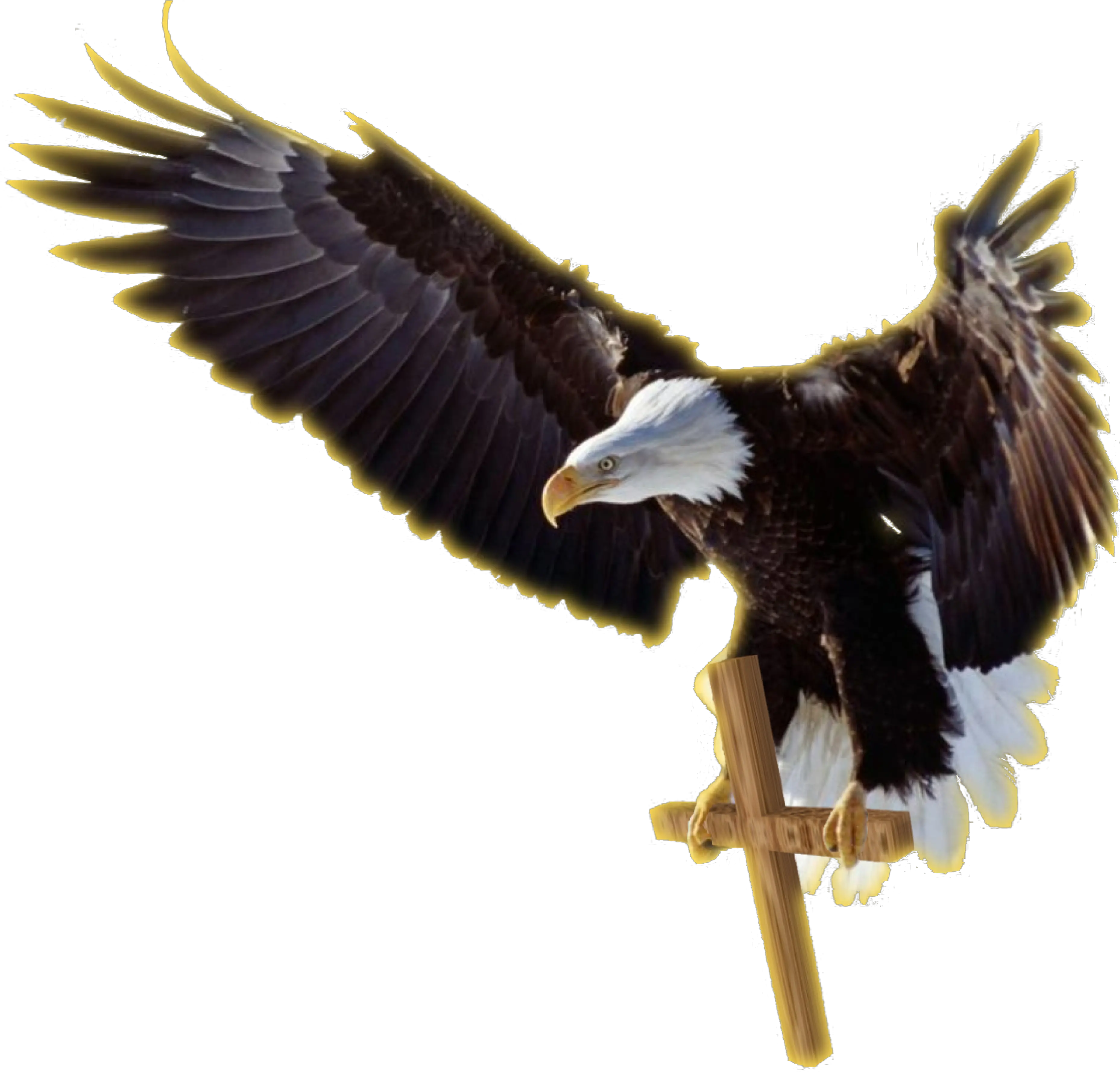 Download Job Experience Icon Png Bald Eagle Fond D Écran Aigles Professional Experience Icon