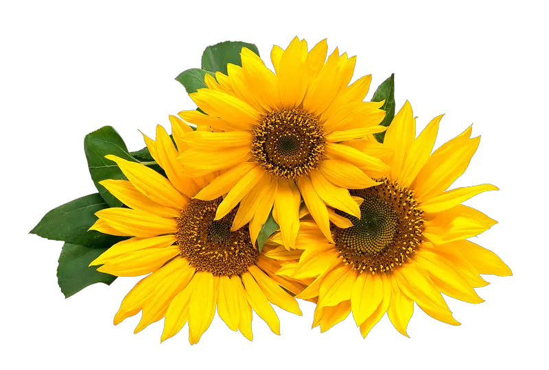 Long Sunflower Png Black