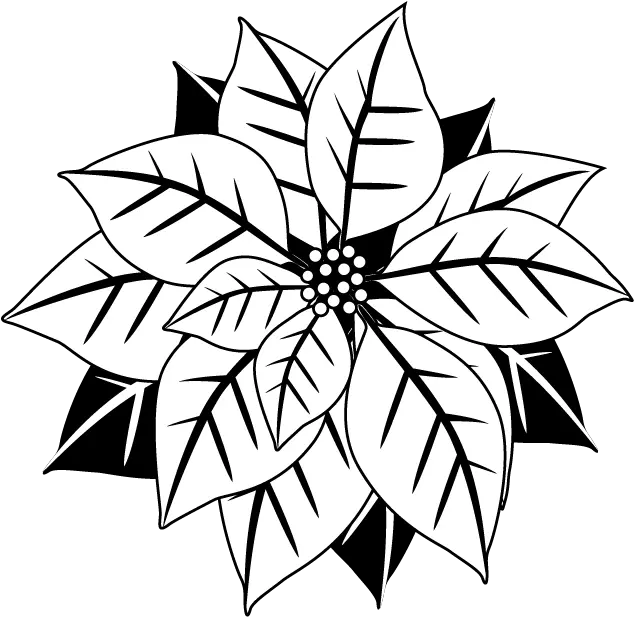 Poinsettia Christmas Star A Important Symbol Christmas Flower Clipart Black And White Png Poinsettia Icon