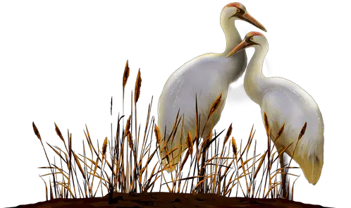 Audubon Zoo Todo New Orleans La Audubon Nature Institute Great Egret Png Doo The Icon Of Sin