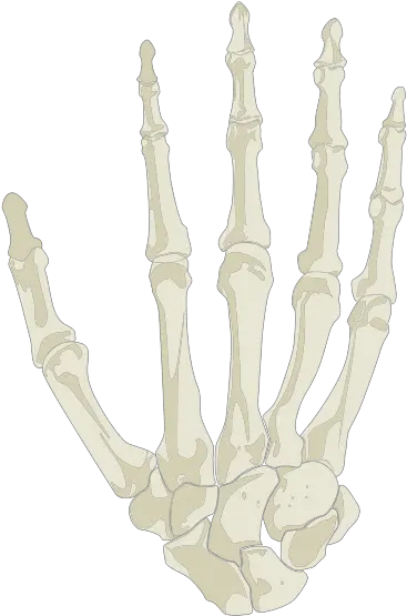 Hand Skeleton Radiography Png Skeleton Hand Png