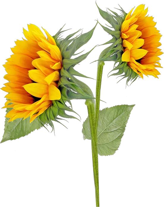 Hd Sunflower Png