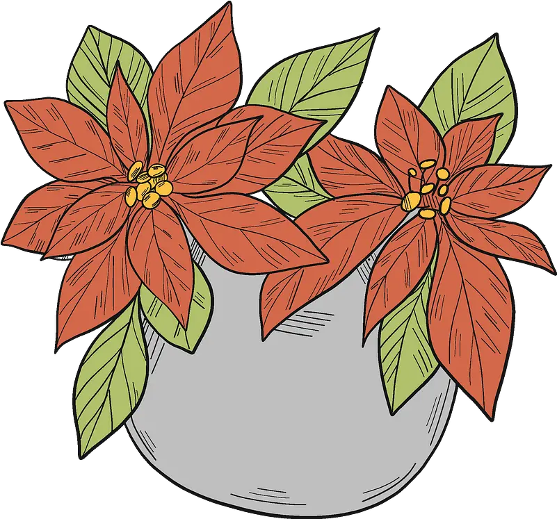 Poinsettia In A Pot Clipart Poinsettia Png Download Floral Poinsettia Icon