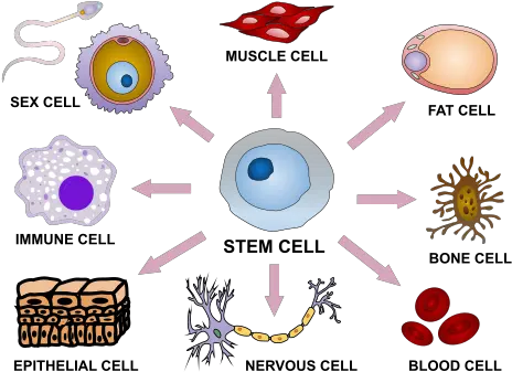 Stem Cells Definition Types Uses Function And Research Types Of Cell Hd Png Cells Png