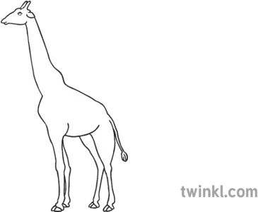 Giraffe Open Eyes Zoo Animal Ks1 Black And White Rgb Muslim Praying Black And White Png Giraffe Transparent