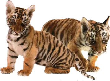 Youu0027re The Magic Tigers Fan Art 29209550 Fanpop Tiger Gif With Transparent Background Png Tiger Transparent Background