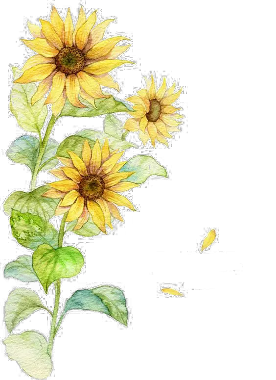 Free Sunflower Watercolor Png