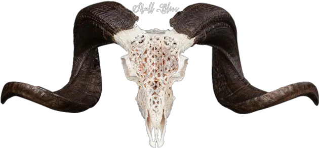 Carved Ram Skull Celtic 3 Ram Skull Transparent Png Skull Transparent