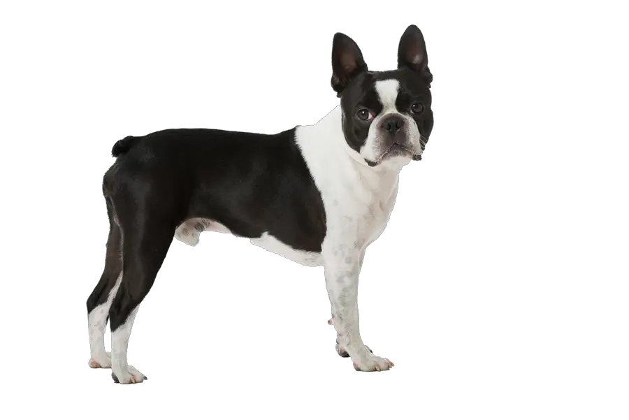 Download Boston Terrier Pricing Boston Terrier Clipart Transparent Background Png Boston Terrier Png