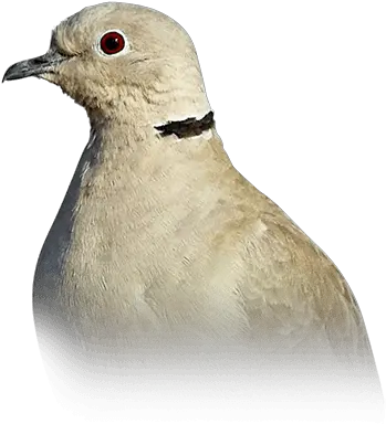 Dove Personality Food U0026 Care U2013 Pet Birds By Lafeber Co American Mourning Dove Png Dove Transparent