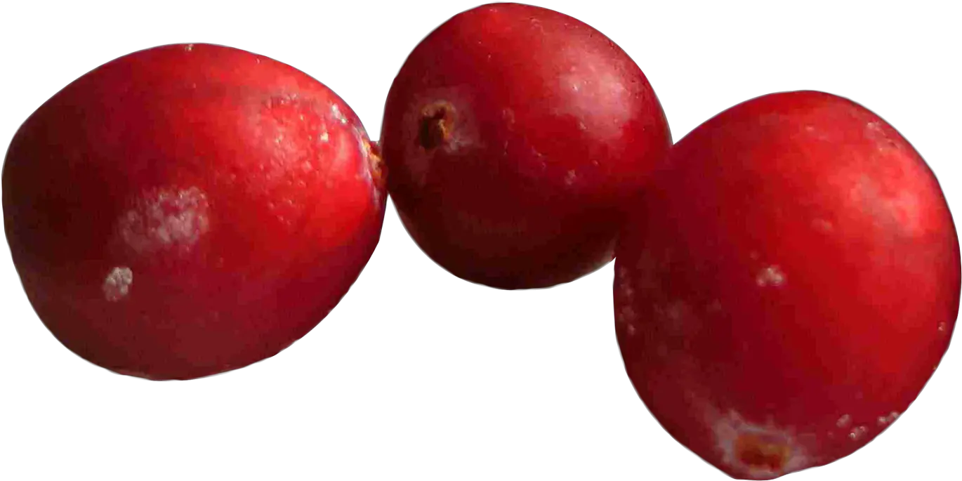 Cranberries Png Images Transparent Cranberries Transparent Background Cranberry Png