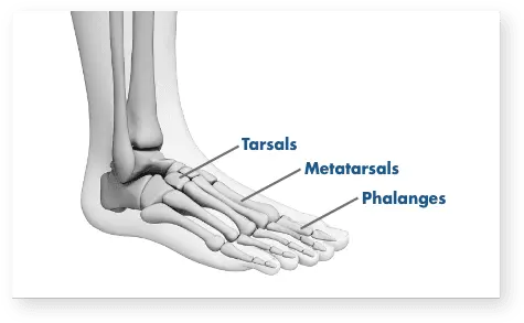 Foot Pain Does The Bone In My Foot Hurt Png Feet Transparent