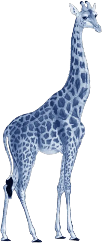 Giraffe Illustration Girafe Png Giraffe Icon