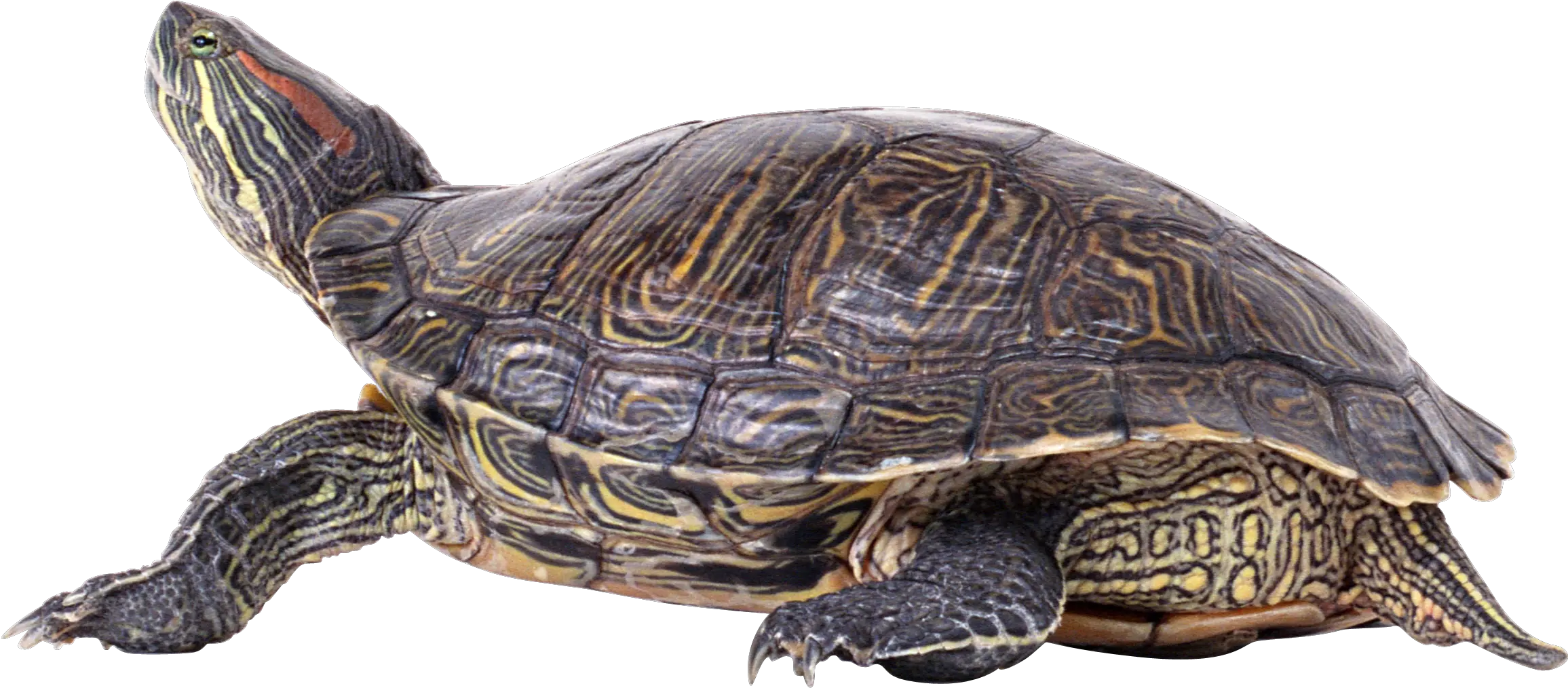 Turtle Png Image Without Background Pond Turtle Png Turtle Png