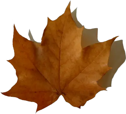 Download Hd Oak Leaf With Shadow Fall Brown Fall Leaves Clipart Png Fall Leaf Transparent