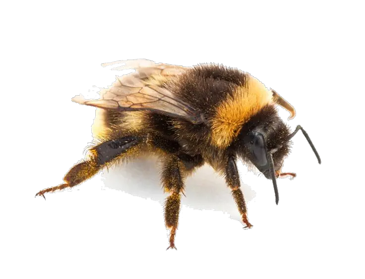 Insect Png Download Png Image Report Bumble Bee Insect Bumblebee Insect Png Bumble Bee Png