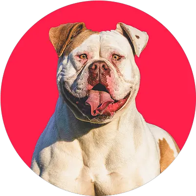 About Olde English Bulldogge Png British Icon Bulldogs