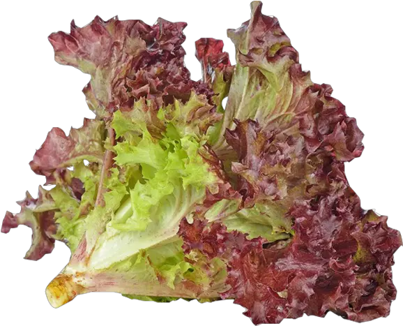 Romaine Lettuce Png Red Coral Lettuce 300g Red Red Coral Lettuce Png Coral Png