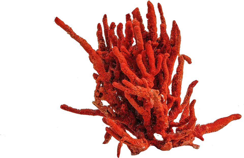 Sea Coral Png 4 Image Sea Coral Png Coral Png