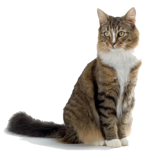 Cat PNG