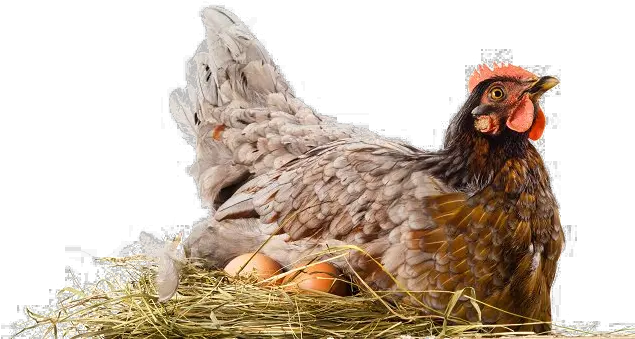 Hen Png File Download Free All Hen Brooding Chicken Png