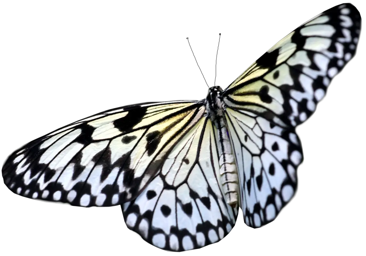 Monarch Butterfly Png