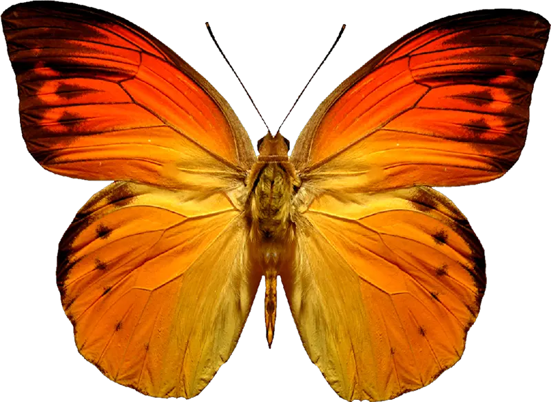 Flying Butterfly Png Image