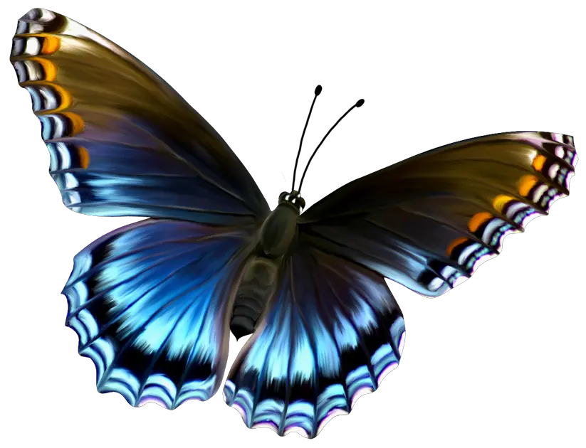 Cute Butterfly Png