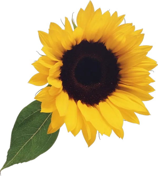 Drawn Sunflowers Png