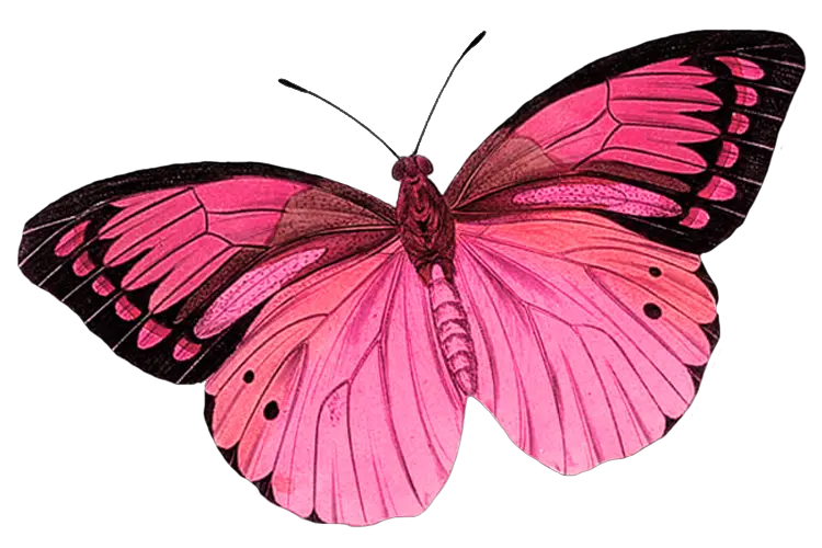 Butterfly Yellow Png