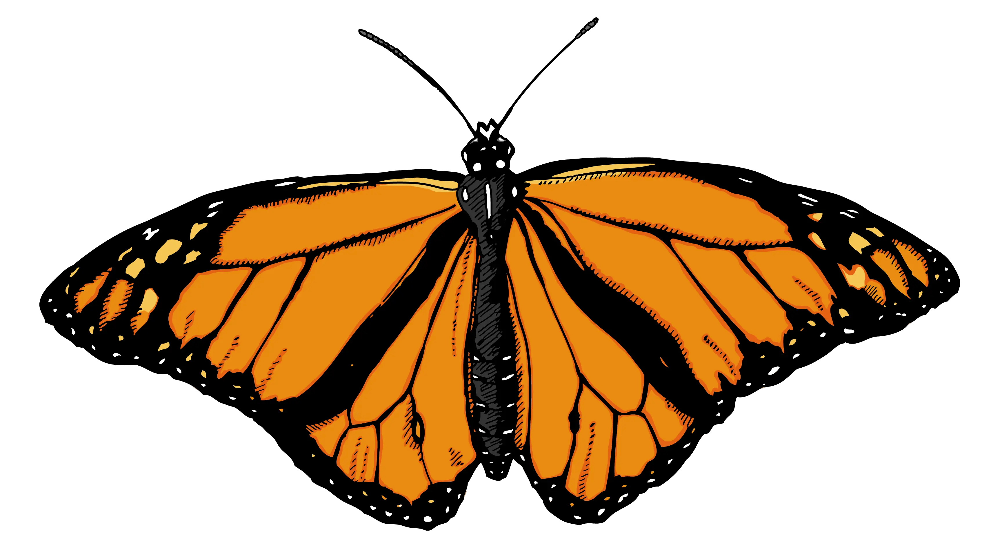 Butterfly Wallpaper Png