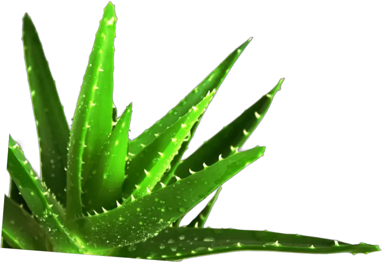 Succulent Plant Medicine Medicinal Plants Aloe Vera Leaf Medicinal Plants Used In Cancer Treatment Png Succulent Transparent Background