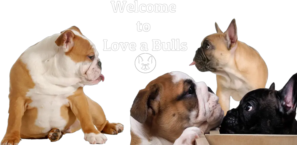 French And English Bulldog Puppies Bulldog Francais Et Anglais Png British Icon Bulldogs