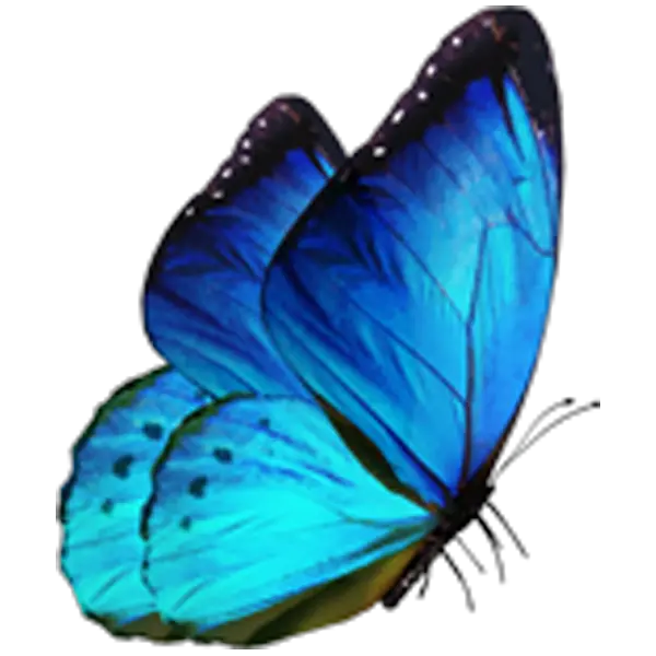 Butterfly Png Background Download