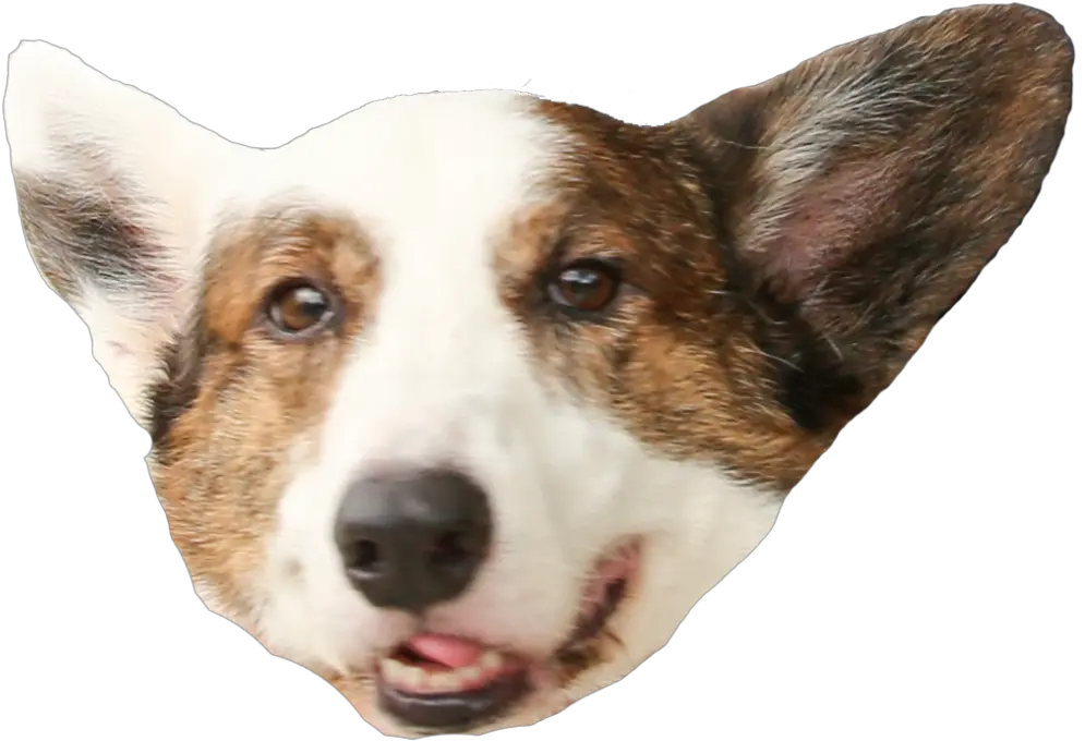 Free Corgi Transparent Background Download Clip Art Corgi Head Transparent Png Corgi Png